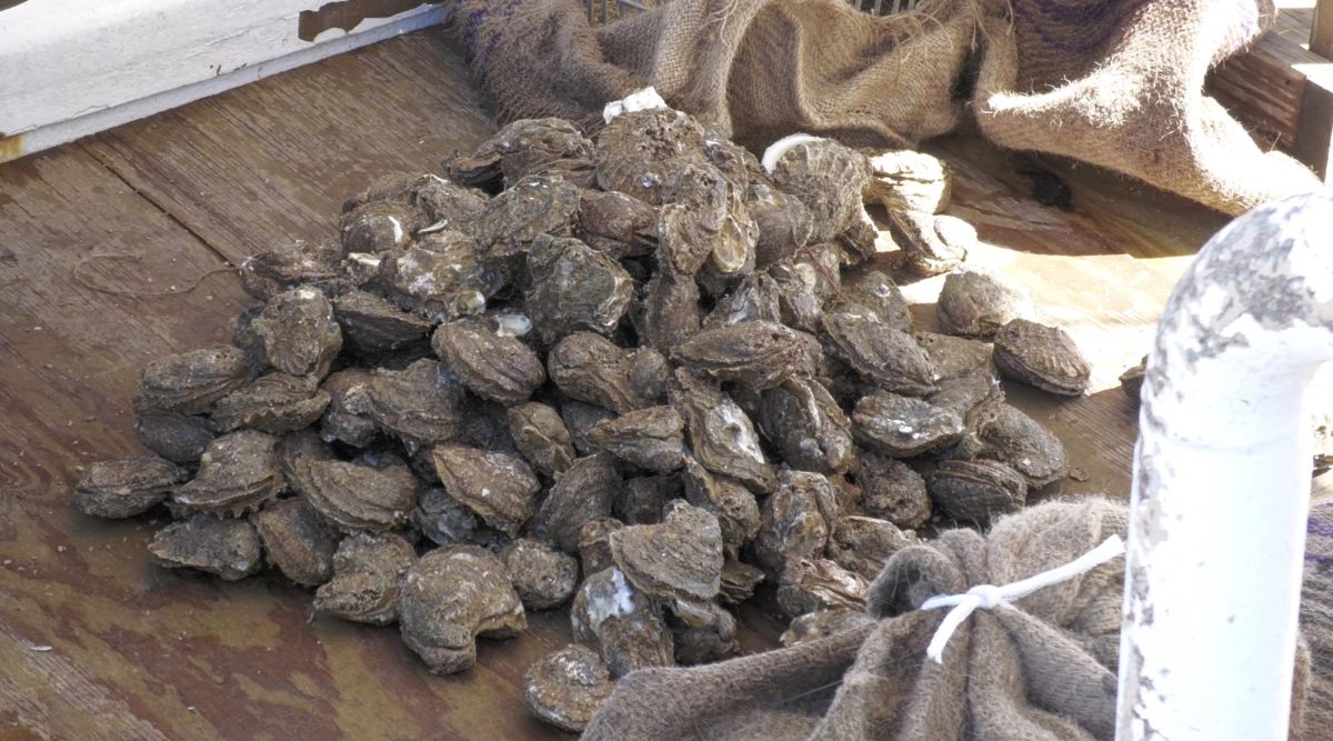 A pile of oysters is stacked upon the deck of the vessel Royster in Pass Christian.