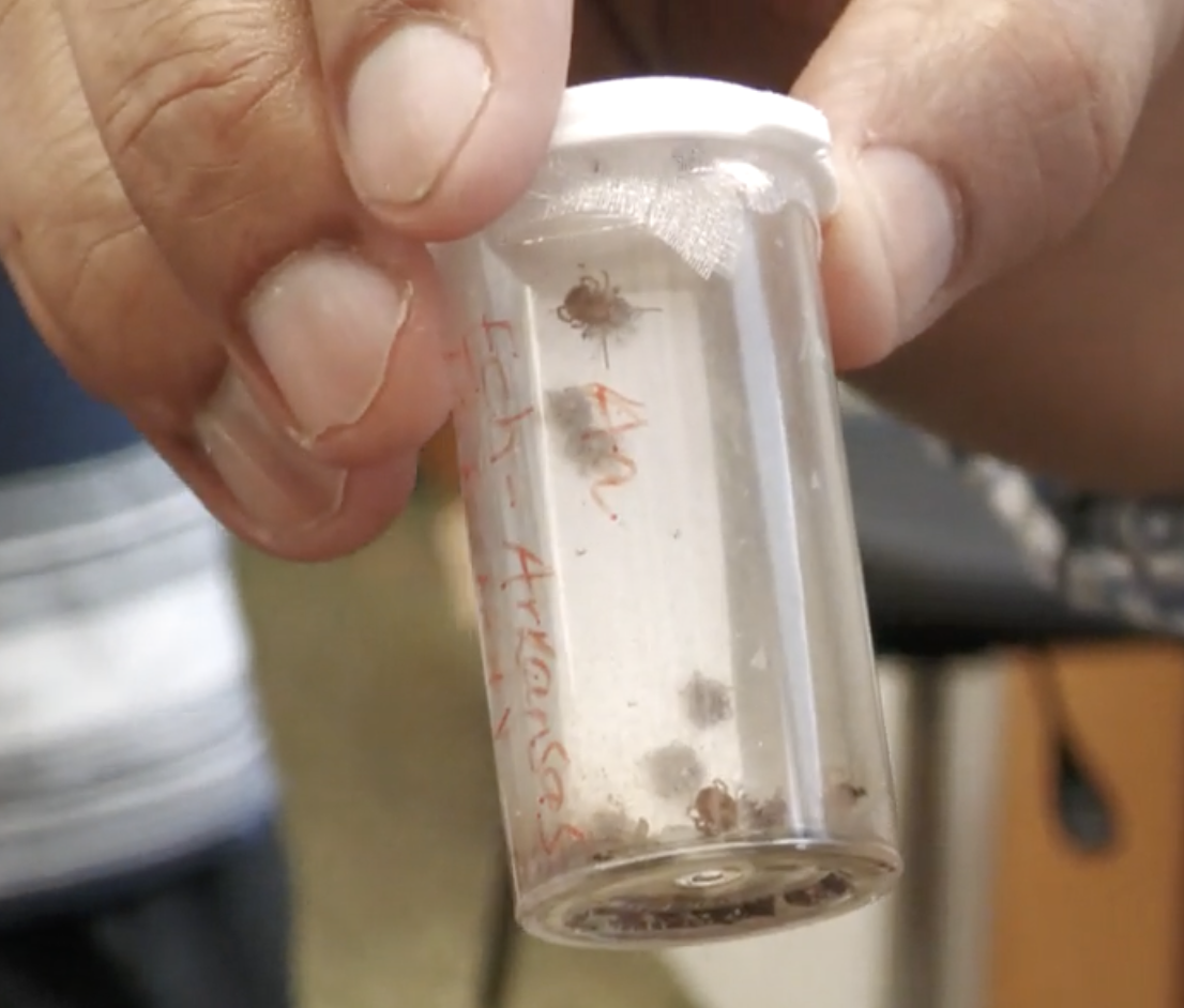 Dr. Shahid Karim showcased adult long star ticks used in alpha-gal research at the University of Southern Mississippi.