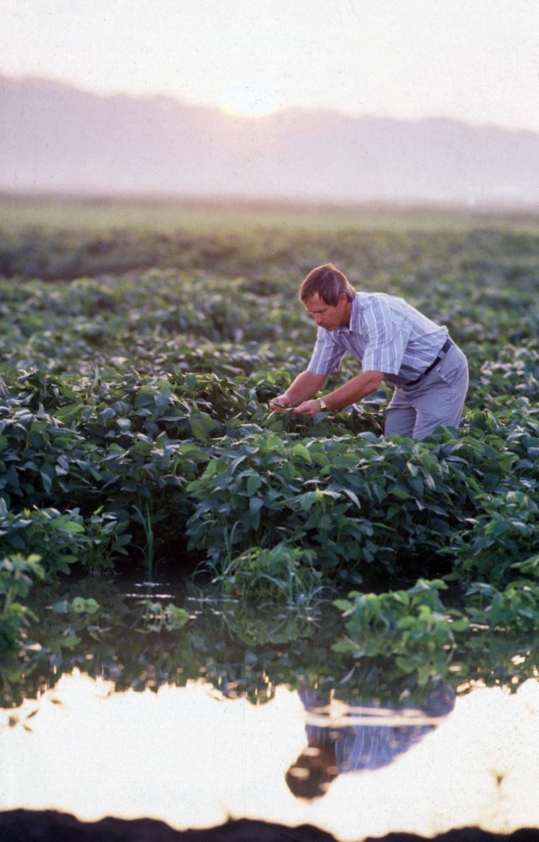 Soybeans - U.S. Department of Ag
riculture (USDA) Agricultural Research Service (ARS) agronomist Larry Heatherly examines an early maturing variety of soybean plants growing
in a flood-irrigated field in Mississippi. 