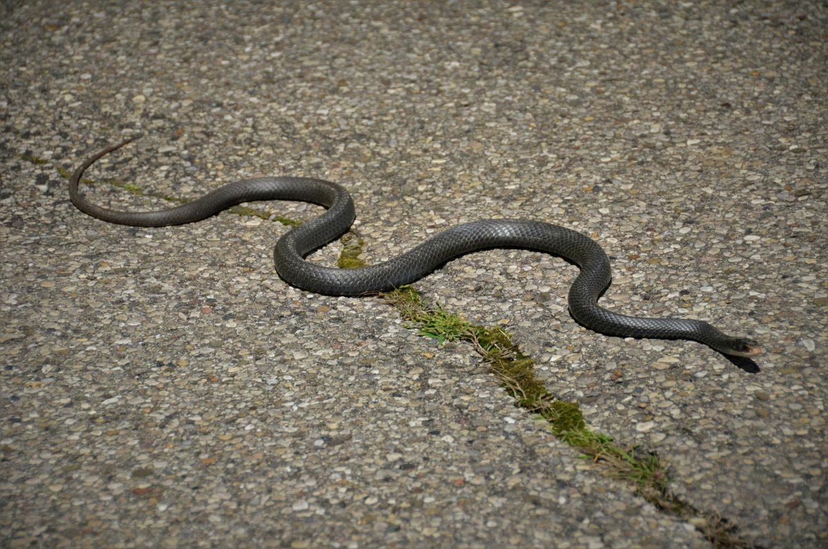 A snake rests in the grass. While some people try to deter snakes using mothballs, experts say the method is ineffective — and illegal if used outdoors.