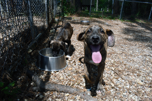 A brindle puppy drinks water while another dog walks toward the camera in a gravel kennel.