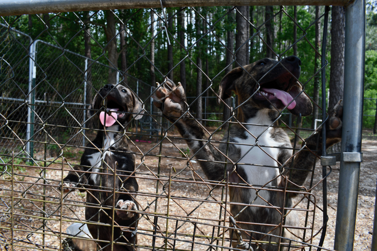 Two brindle dogs stand on their hind legs against a metal fence at an animal shelter.