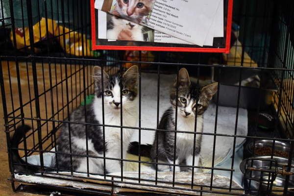 Two kittens inside a kennel at an animal shelter, with an intake form visible above them.