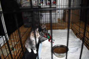 Three young kittens sit inside a kennel at an animal shelter, surrounded by toys and food dishes.