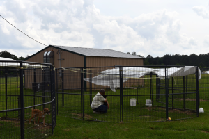 A shelter worker crouches with a dog inside an outdoor pen with a shaded tarp.