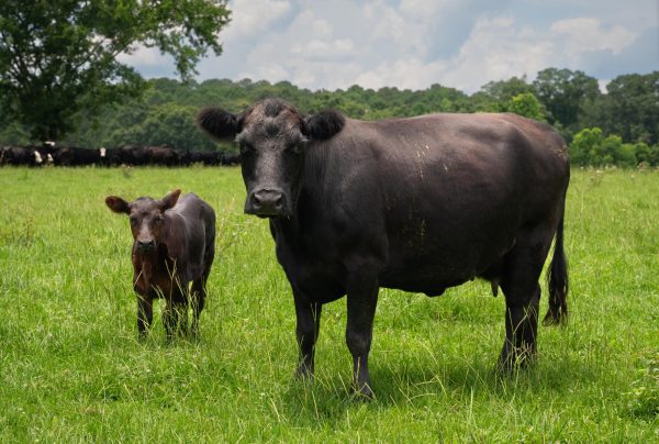 Black cow standing protectively near her calf in a grassy field, with more cattle in the background.