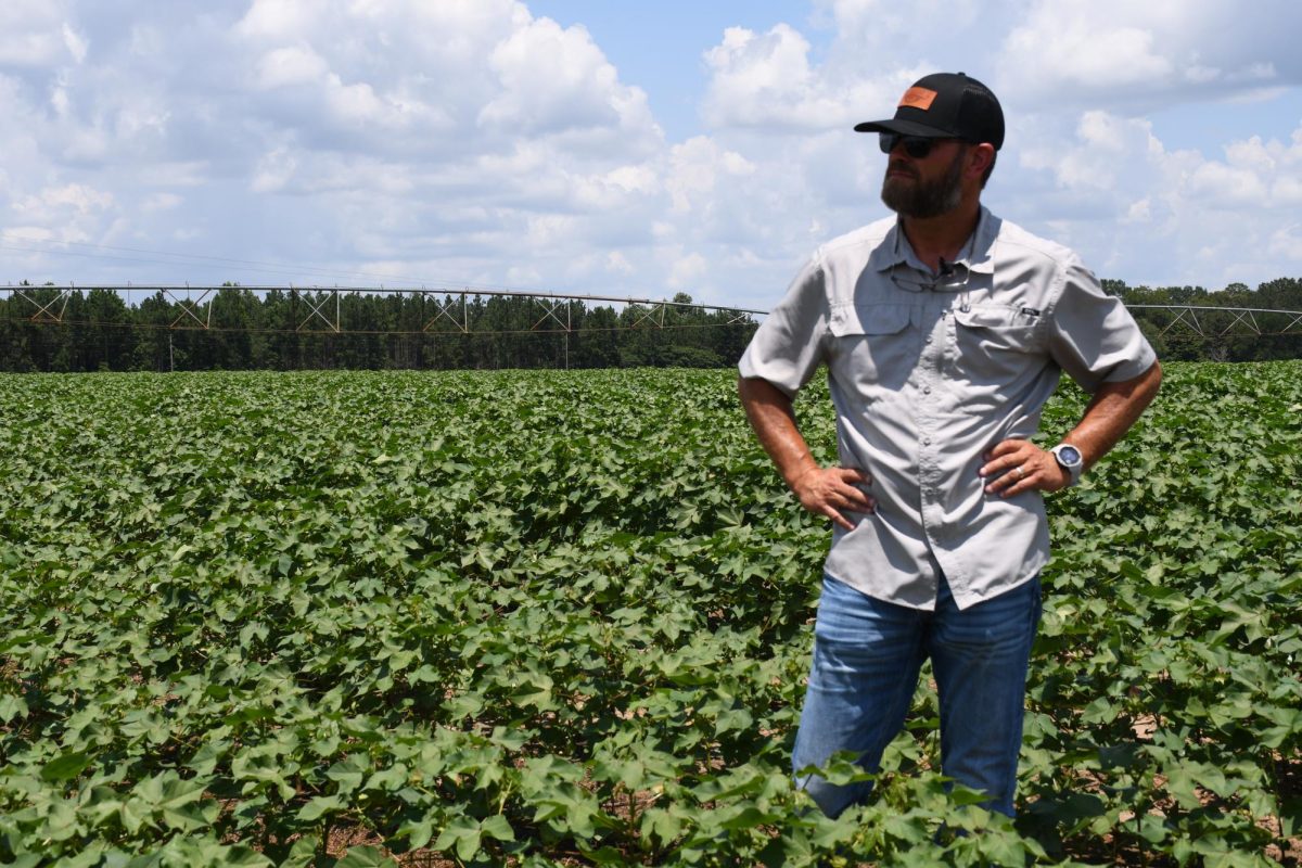Farmer stands in a cotton field with hands on hips, surveying the crop.
