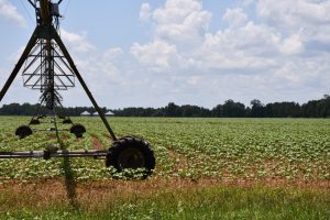 Large irrigation system extends over a young cotton field under a partly cloudy sky.