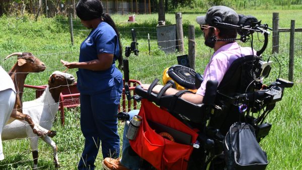 A man in a wheelchair watches as a woman feeds goats through a wire fence on a grassy farm.