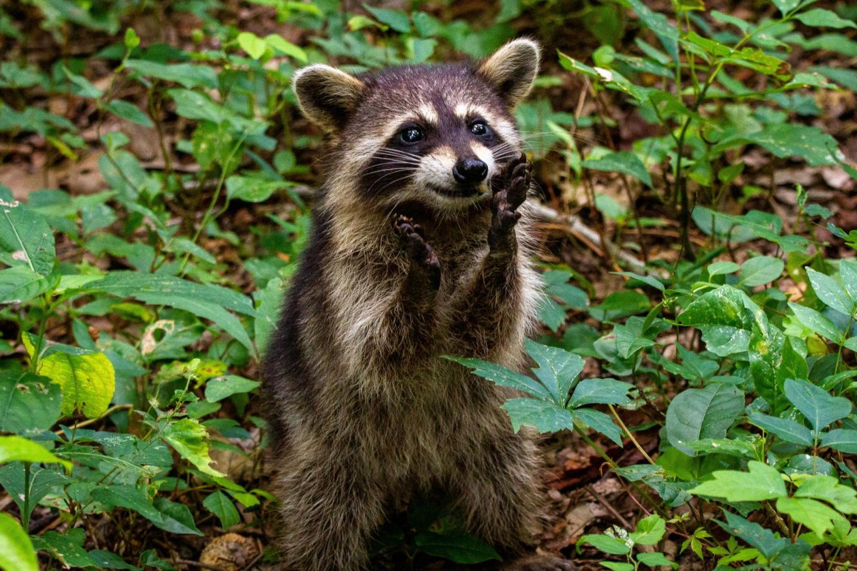 A raccoon stands alert in this undated file photo. Mississippi law allows raccoon trapping only during designated furbearer season and under specific conditions.