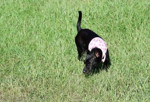 Small black chihuahua mix wearing pink harness running in a grassy park.