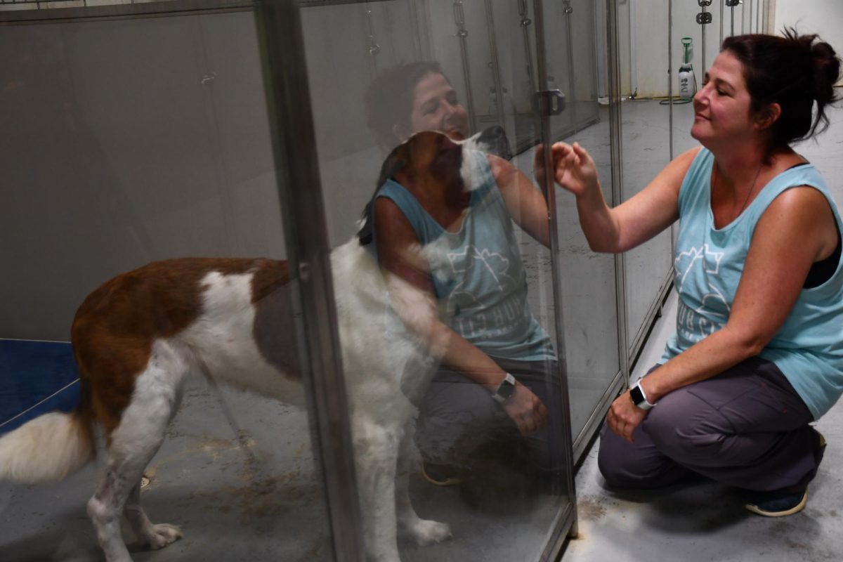 Woman crouches by a kennel door, greeting a large Saint Bernard through the glass.