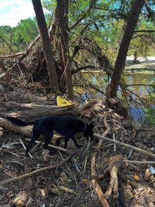 Dog sniffing the ground covered with ruins of trees/branches.