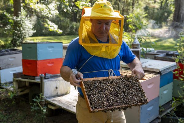 A beekeeper in a blue shirt and yellow mesh veil holds a wooden frame covered in bees near colorful hive boxes.