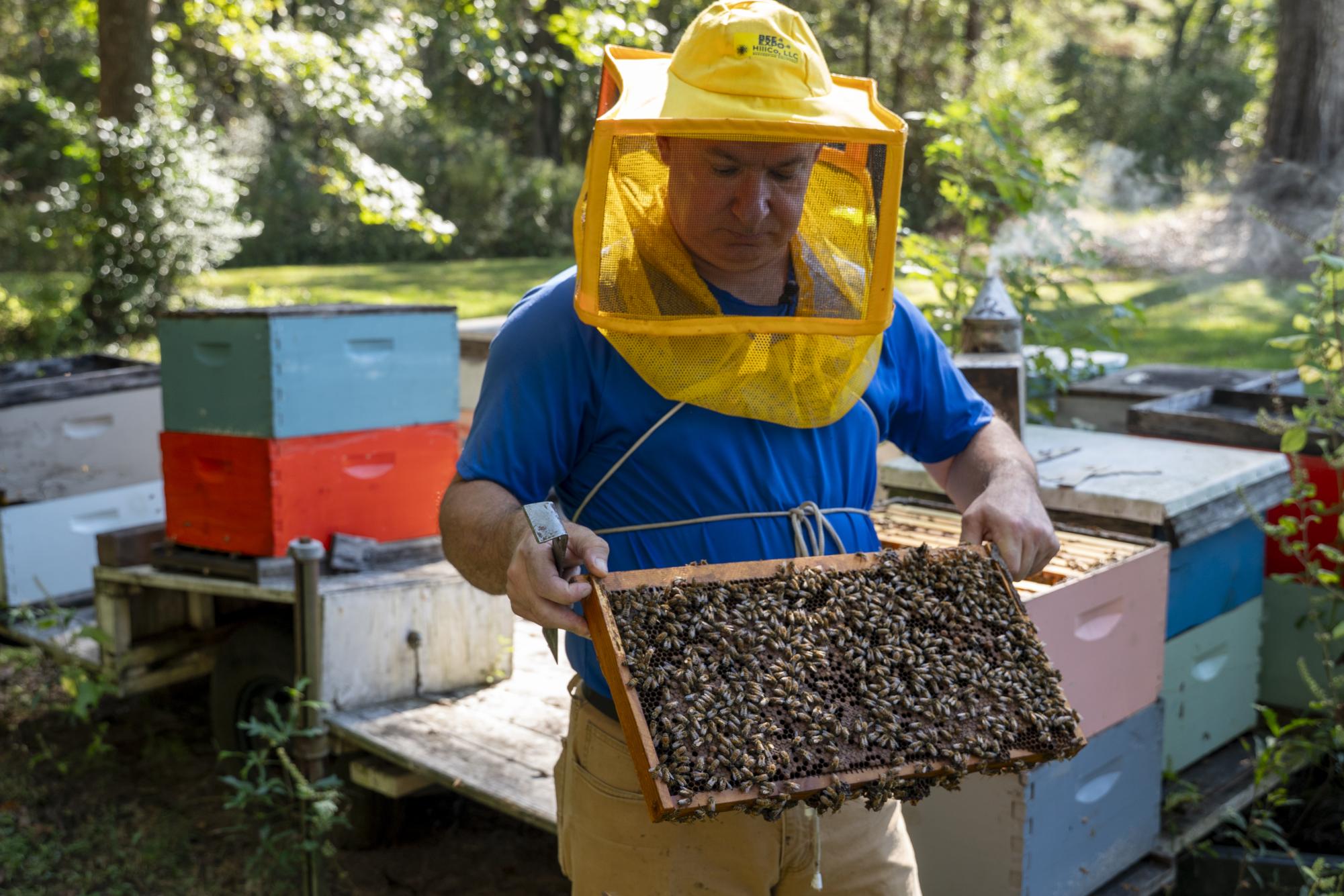 Mississippi beekeepers brace for winter in wake of record die off 