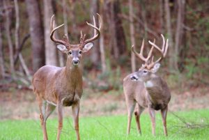 Two white-tailed deer with antlers standing in a green field near a wooded area.