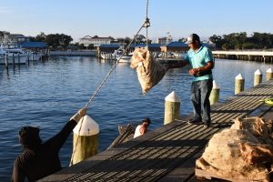 A man in a blue shirt and jeans stands on the dock at Kimball’s Seafood while another man in a black shirt stands in a tonging boat and uses a pully system to move oyster sacks.