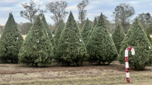 Rows of mature Carolina Sapphire Christmas trees growing in a field.