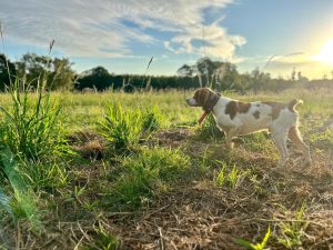 A white and brown dog wearing a red collar stands alert in a field.