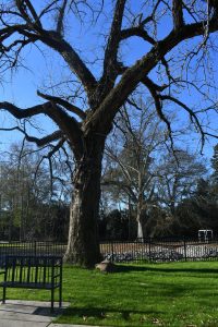 A large tree with bare branches stands in a grassy area in downtown Hattiesburg, with a fence and additional trees visible in the background.