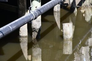Close-up of deteriorating wooden bridge pilings standing in shallow water.