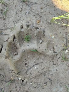 A single bear track imprinted in the dirt.