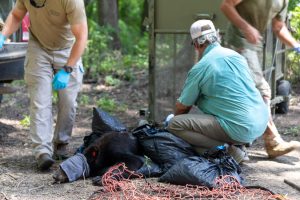 Three team members from the Black Bear Program examine a bear during a workup.