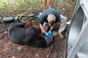 A member of the Bear Program assesses a bear during a workup in Bolivar County in 2025.