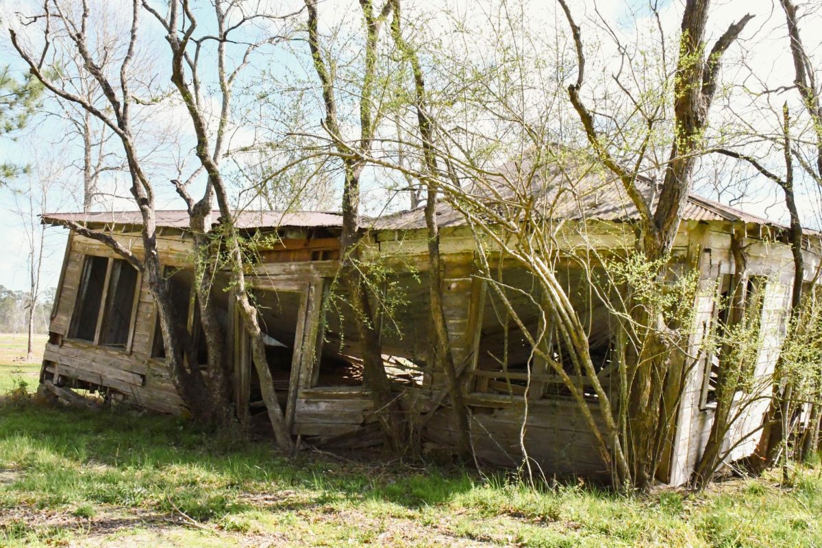 Trees surround a weathered wooden structure.