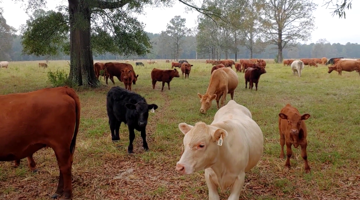 Cattle stand and graze in a grassy pasture.