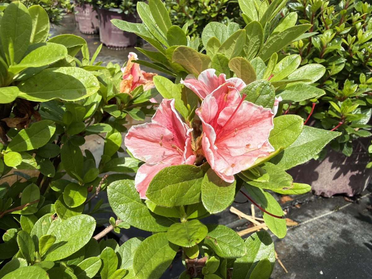 A photo of azalea flowers illustrates a fact-check about “mad honey” produced by bees pollinating the toxic blooms.