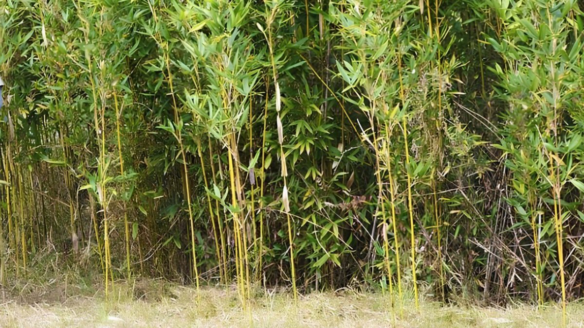 Dense bamboo stalks and green leaves grow along the edge of a grassy yard.