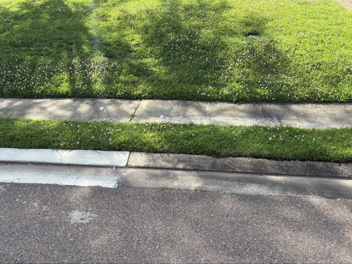 Grass strip with white clover between a concrete sidewalk and a curb along a street.