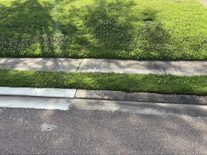 Grass strip with white clover between a concrete sidewalk and a curb along a street.