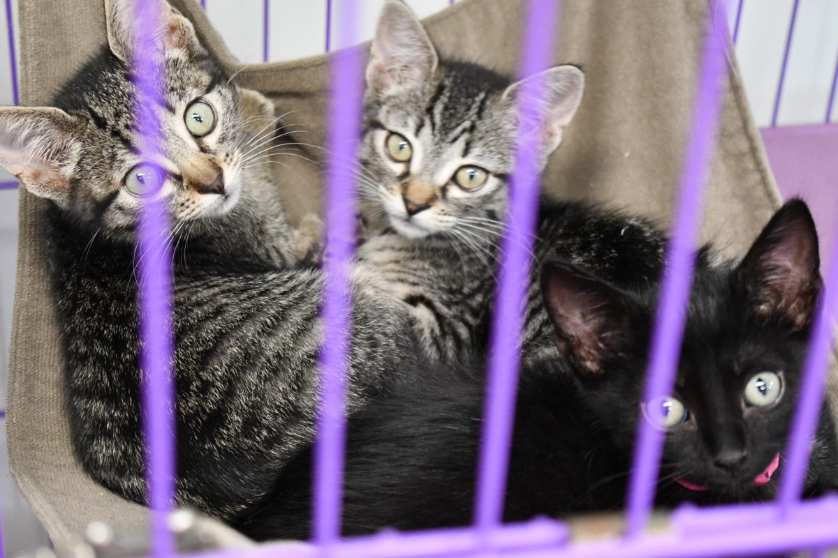 Three kittens — two gray tabbies and one black kitten — rest together in a small bed behind the bars of a purple kennel.