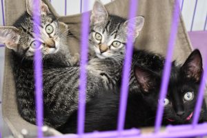 Three kittens — two gray tabbies and one black kitten — rest together in a small bed behind the bars of a purple kennel.