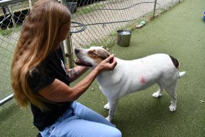 Volunteer Donna Lowe kneels on artificial turf while petting Pops, a white-and-brown dog, inside a fenced play area at the Pearl River County SPCA.
