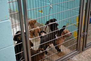 Five puppies with brown, black and tan coats sit behind a metal kennel gate inside the Pearl River County SPCA. Teal-painted walls separate the kennels.