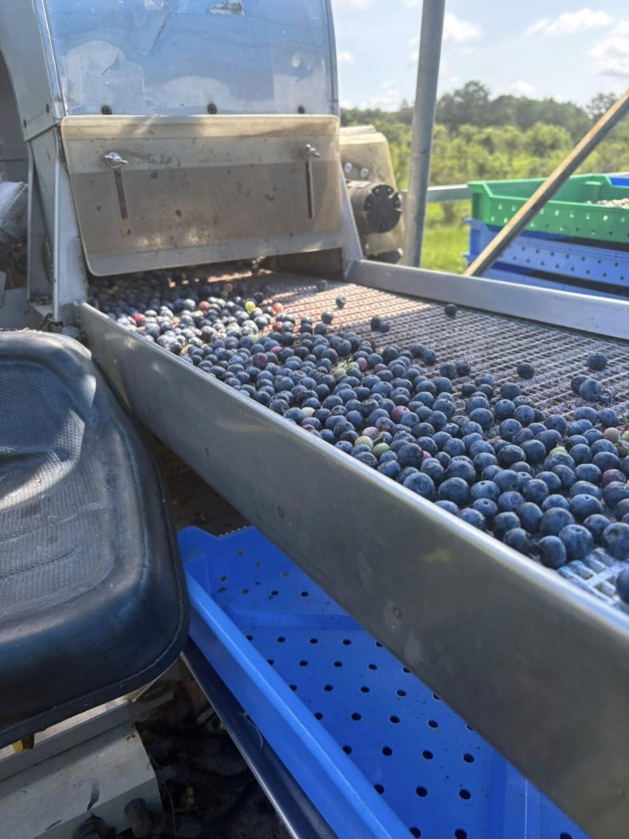 Blue, green and burgundy blueberries move along a metal processing machine.