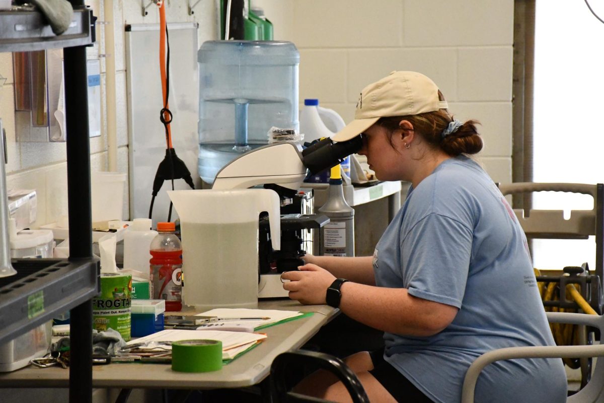 A researcher wearing a baseball cap sits at a laboratory workstation and looks through a microscope. Laboratory equipment, containers and supplies are arranged on the table around her.