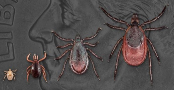 A graphic shows four stages of tick development arranged from smallest to largest, with images of a tiny larva, a nymph and adult ticks displayed beside a coin for size comparison.