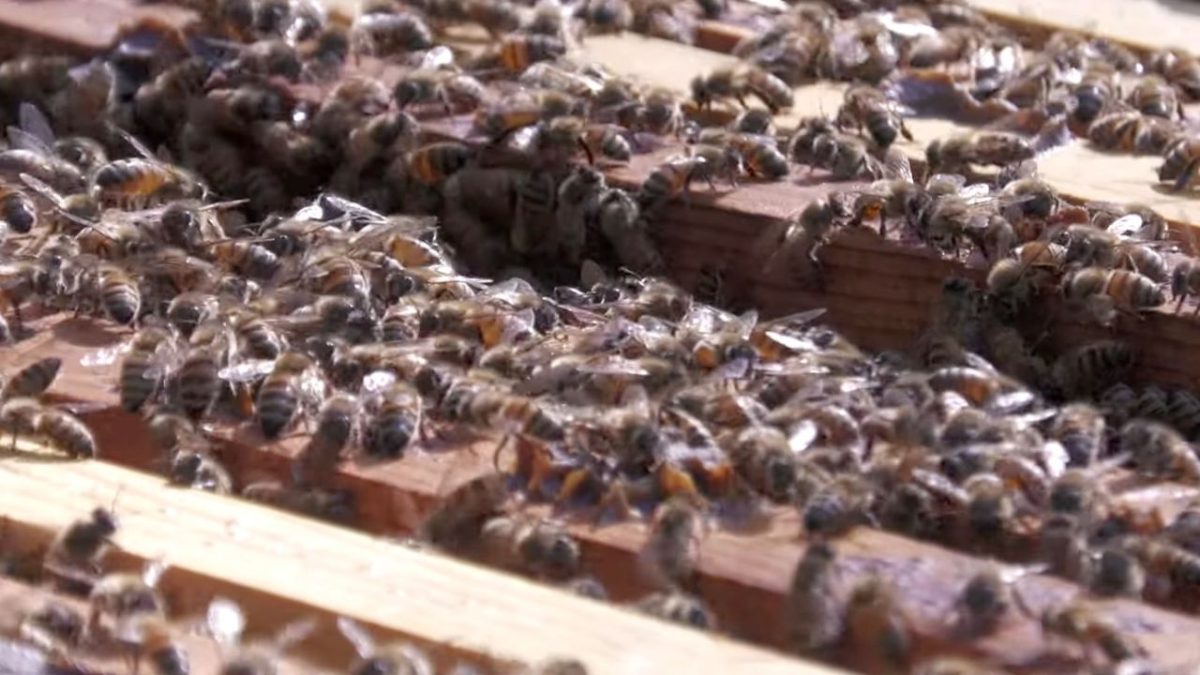 Worker bees move around the entrance to a honeybee hive.