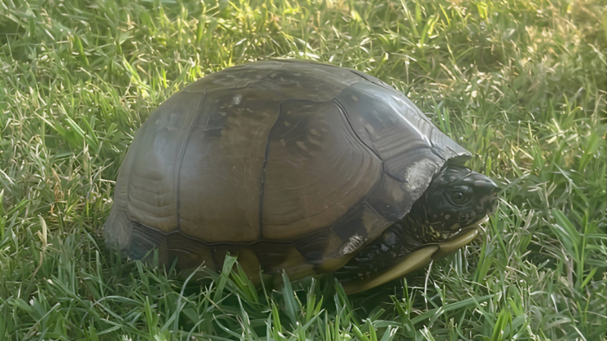 A turtle with a dark, rounded shell sits in green grass.