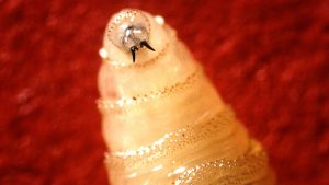 Close-up of a New World screwworm larva showing the dark mouth hooks it uses to burrow into a host’s living tissue.